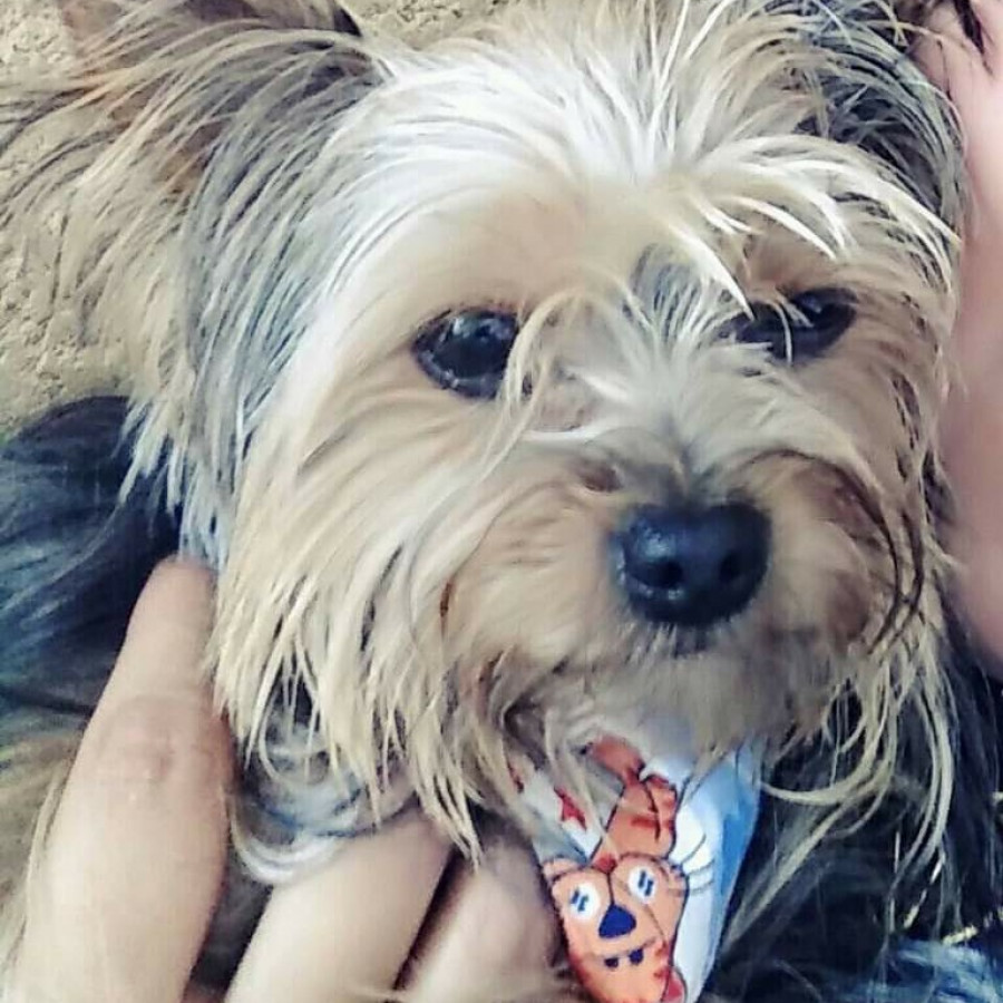 JAGER | Raza Yorkshire Terrier (Yorkie) | Final Feliz