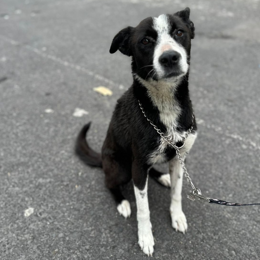  | Raza Mestiza | Encontrada