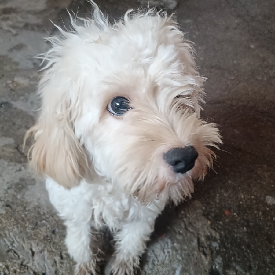 CHISPITA | Raza French Poodle o Caniche | Perdida