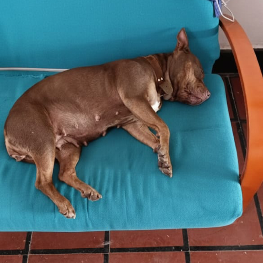 CIRUELA | Raza American Pitbull Terrier | Perdida