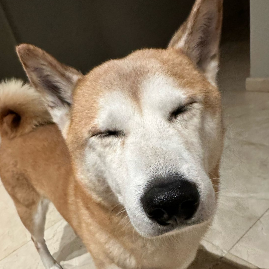 YOSHI | Raza Shiba Inú | Final Feliz