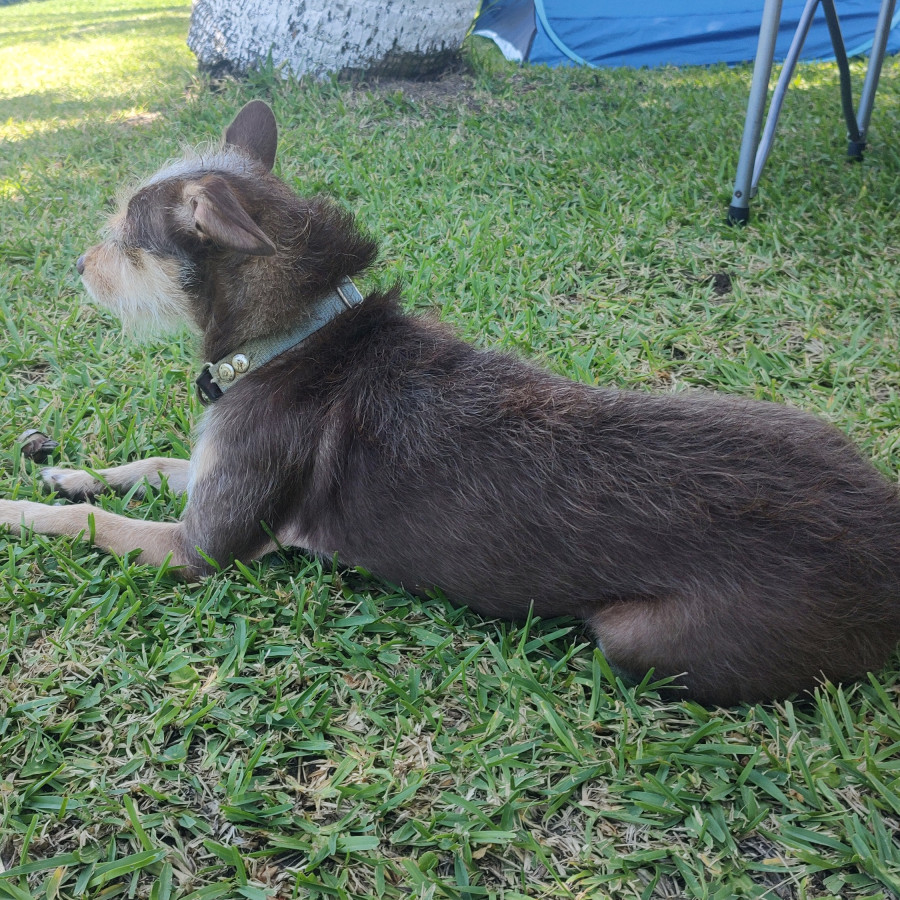 MAKI | Raza Mestiza | Perdida