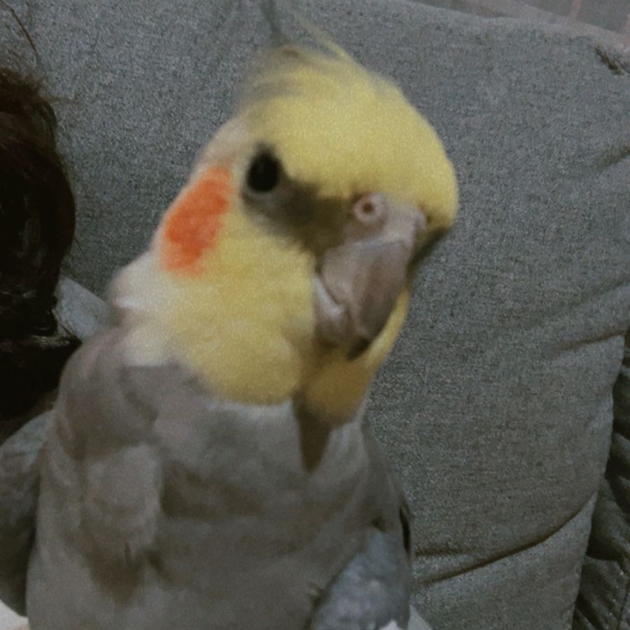 ABÚ | Raza Ninfa | Perdido