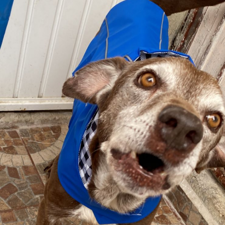 TOBBY | Raza Mestizo | Perdido