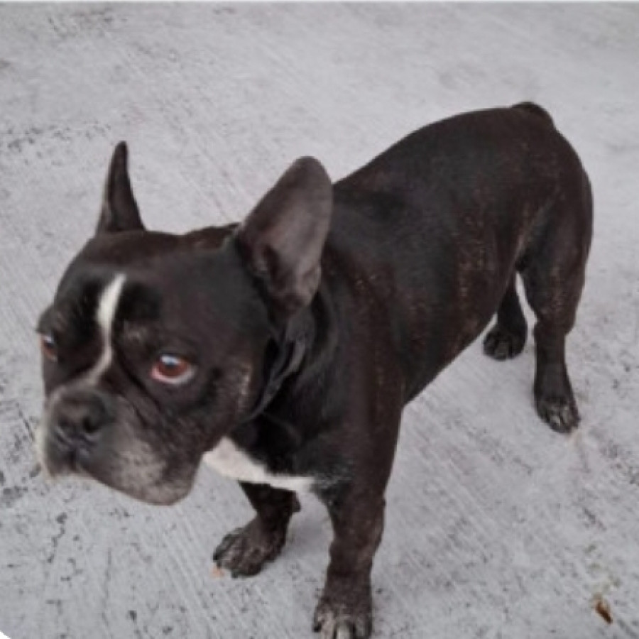 BEBO | Raza Bulldog Francés  | Perdido