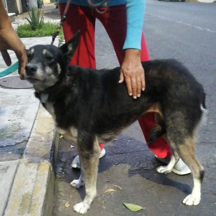 | Raza Mestiza | Encontrada