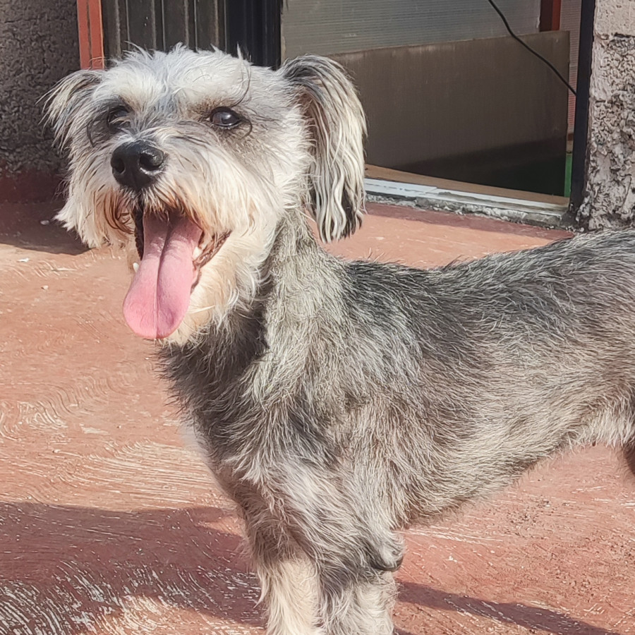 NAVI | Raza Schnauzer Miniatura  | Final Feliz
