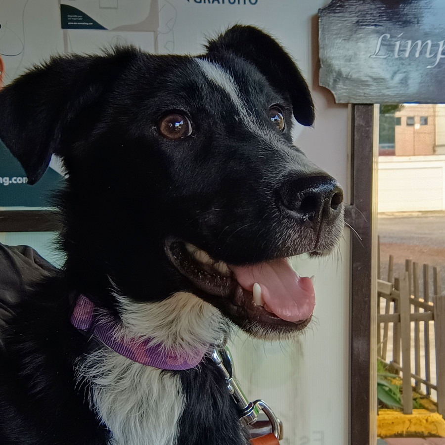 MACA | Raza Mestiza | En Adopción