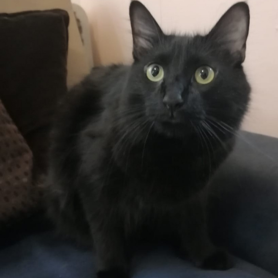 RA | Raza Angora Turco Negro | Perdido