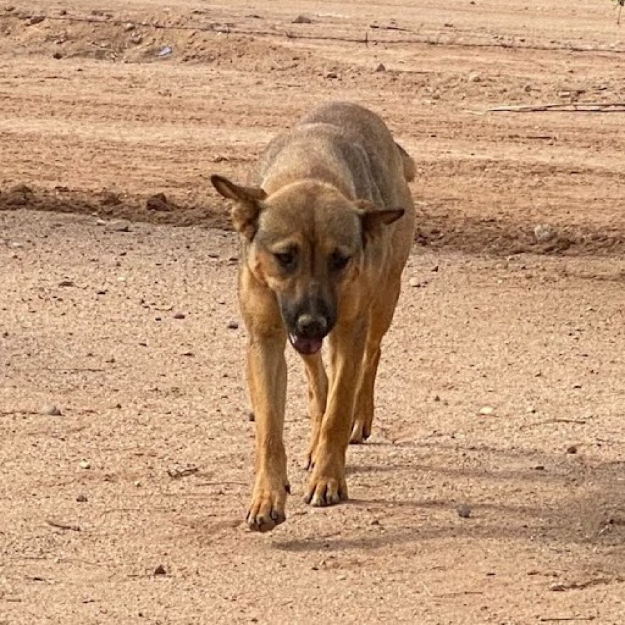 FEA | Raza Mestiza, cruza de Pastor Belga Malinois | Perdida