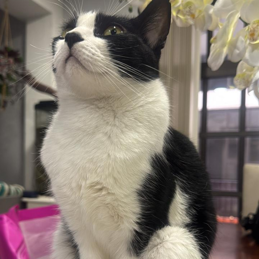 MILO | Raza Doméstico Américano de Pelo Corto | Final Feliz