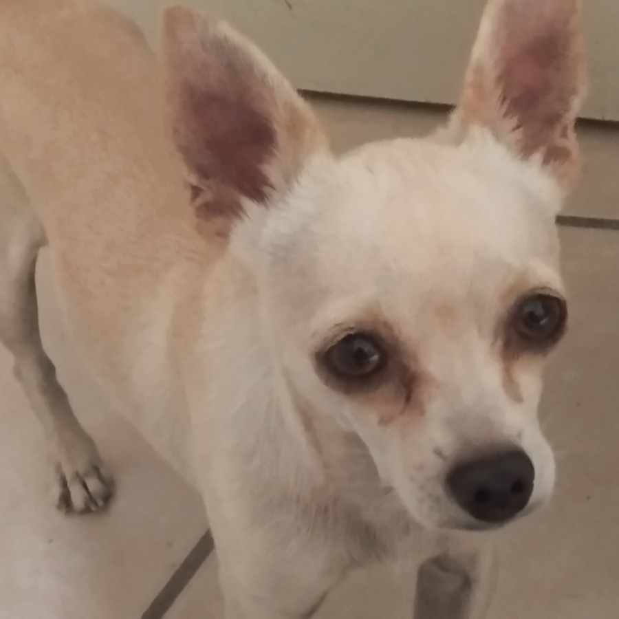 LANITO | Raza Chihuahua | Perdido