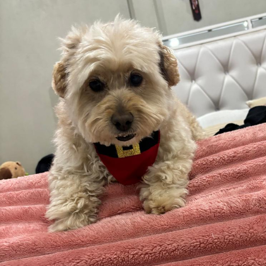 BEBÉ | Raza Mestizo, cruza de Maltés con French Poodle,  (Maltipoo) | Perdido