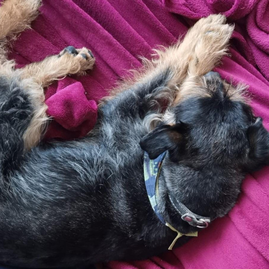 BAMBI | Raza Mestizo, cruza de Schnauzer | En Adopción