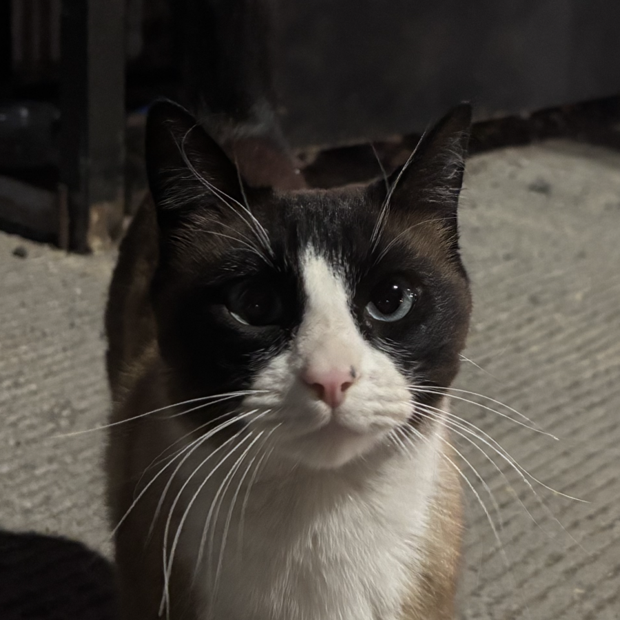  | Raza Snowshoes | Encontrada