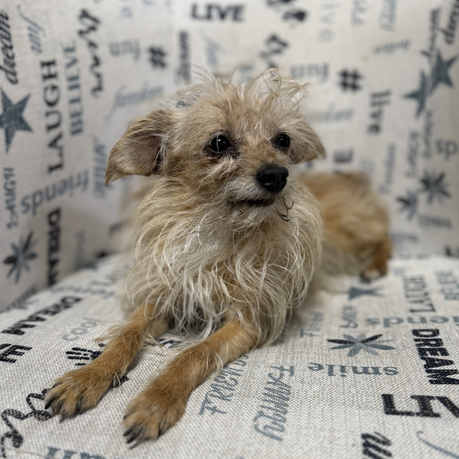 KYAH | Raza Mestiza, cruza de Chihuahua con Schnauzer | Final Feliz