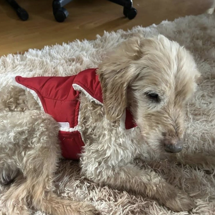 YAKI (VIEJITO CIEGO Y SORDO) | Raza Mestizo, cruza de French con Maltés | Perdido