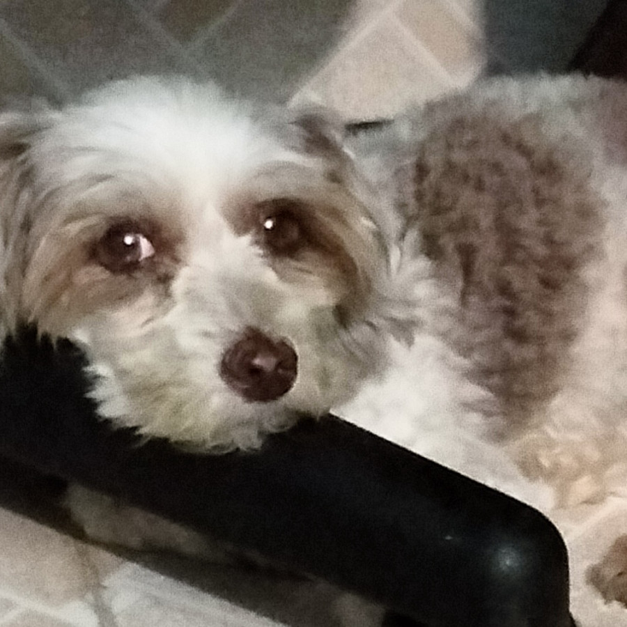 ESTRELLA | Raza French Poodle o Caniche | Perdida