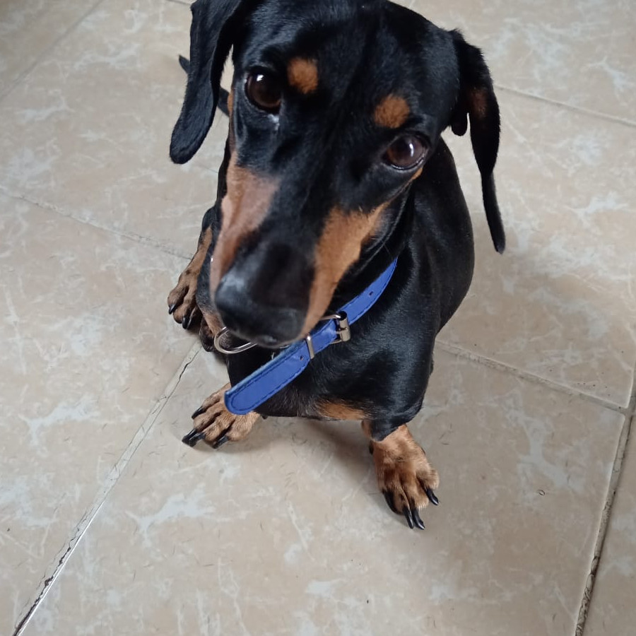 KENJI | Raza Dachshund o Salchicha  | Perdido