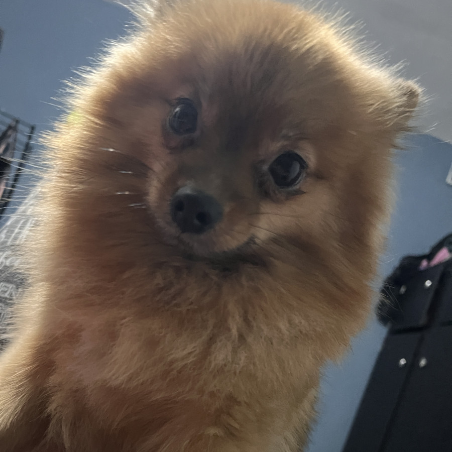 EMMA | Raza Pomerania | Final Feliz