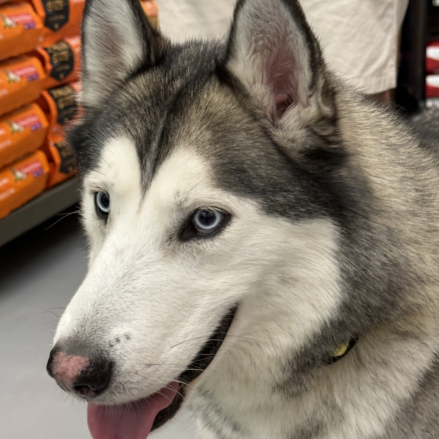  | Raza Husky Siberiano | Final Feliz
