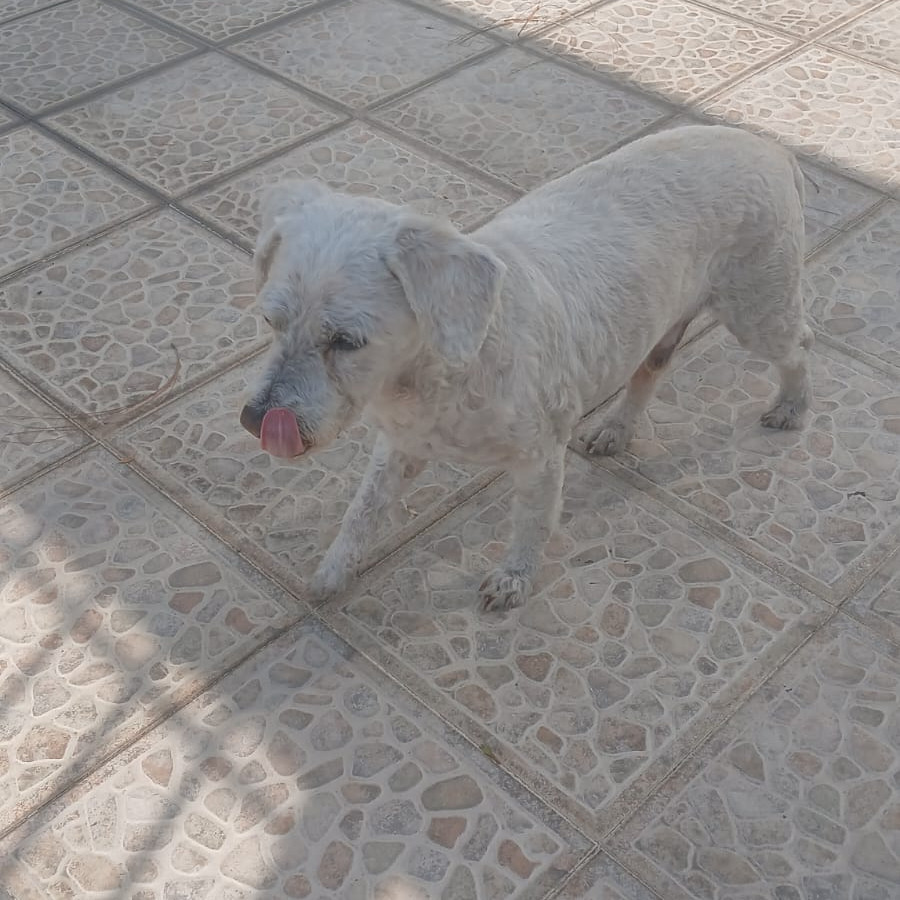  | Raza French Poodle o Caniche | Encontrado