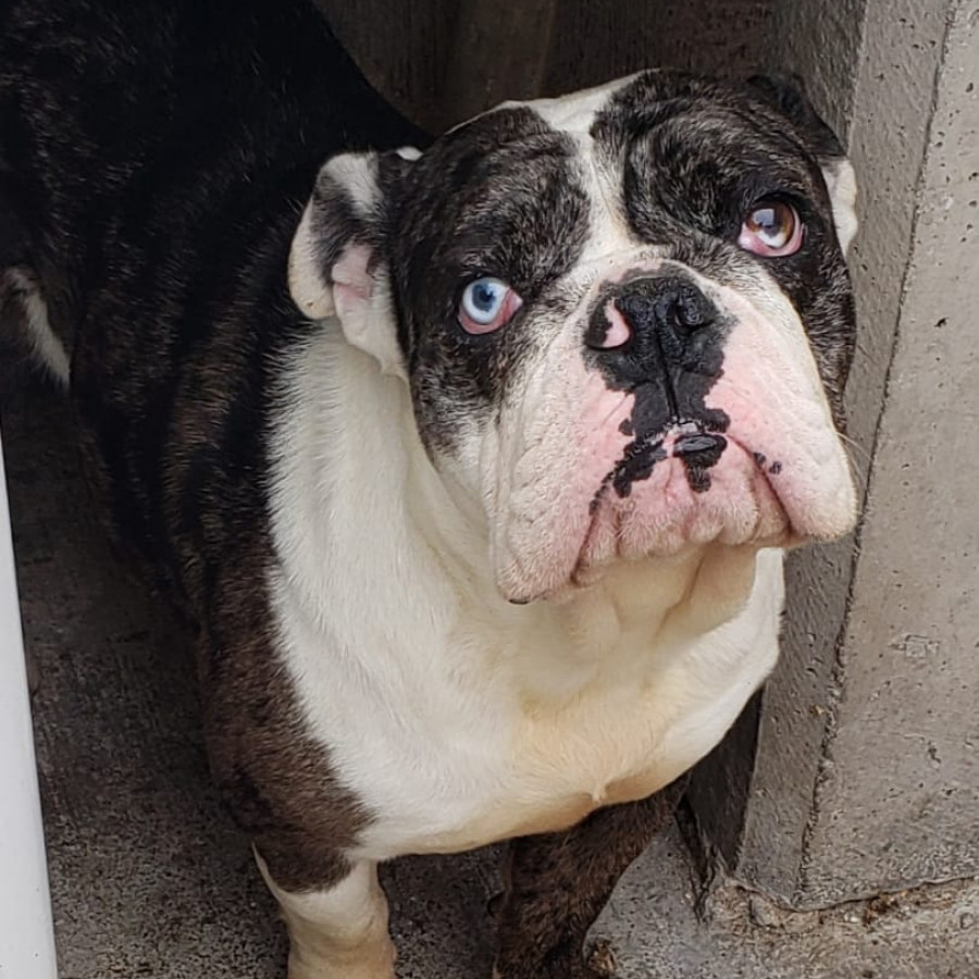 CHULETA | Raza Bulldog Inglés  | En Adopción