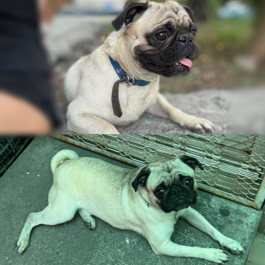 BENJI | Raza Pug o Carlin | Perdido