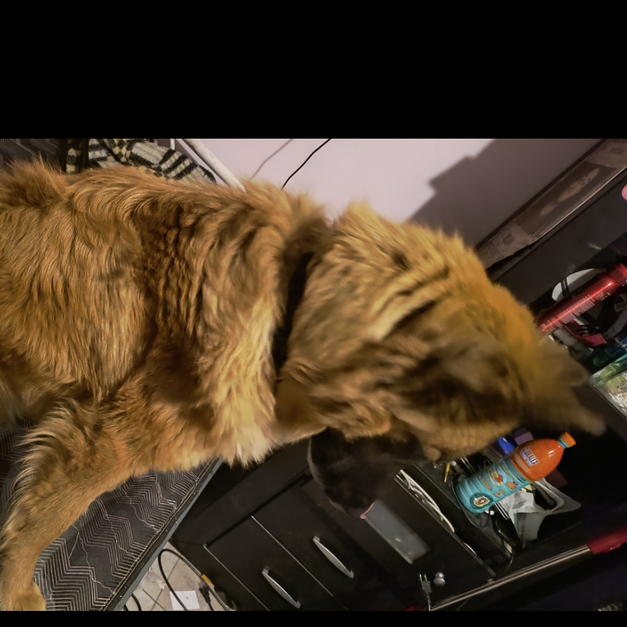 MALIK | Raza Mestizo, cruza de Pastor Belga Malinois | Perdido