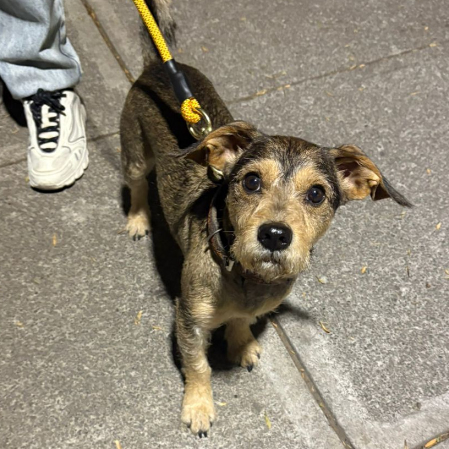  | Raza Mestizo, Posible Cruza De Schnauzer Con Yorkie | Encontrado