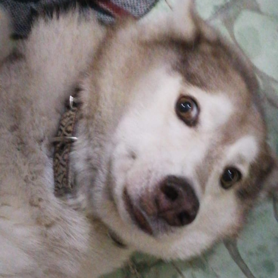 KEIL | Raza Husky Siberiano | Final Feliz