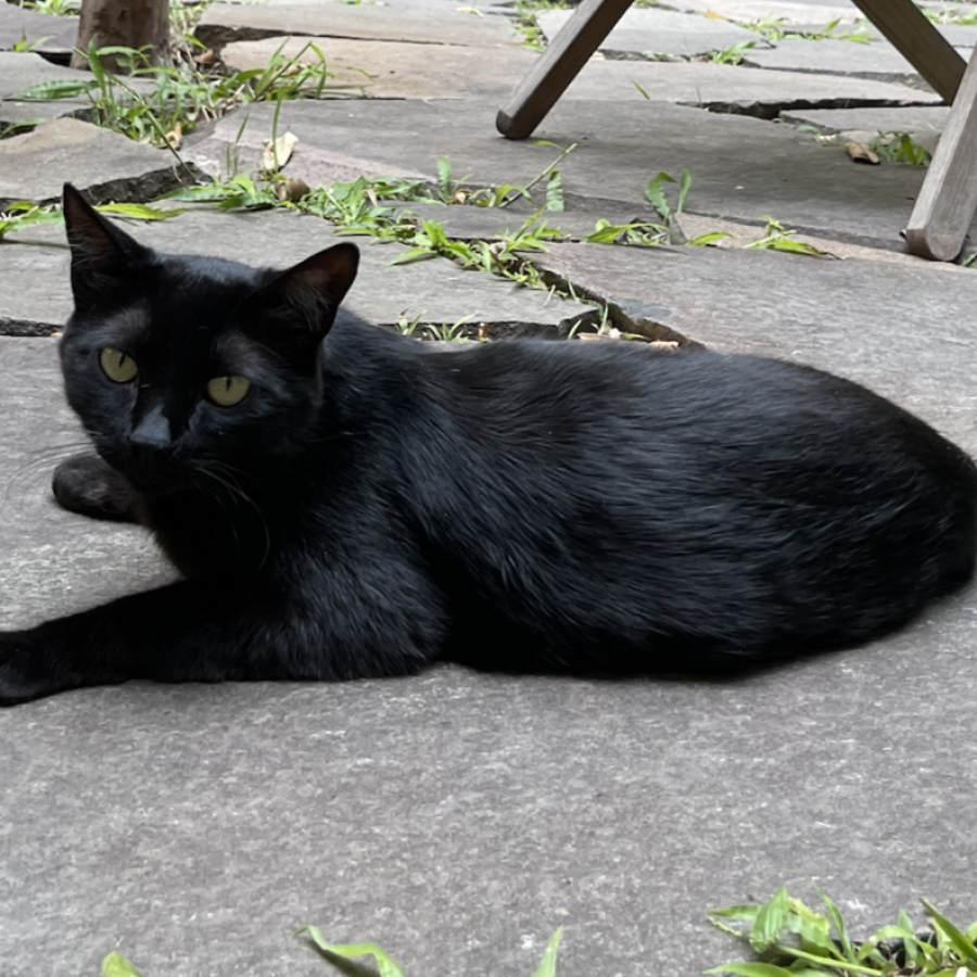 CUBA | Raza Bombay | Perdida