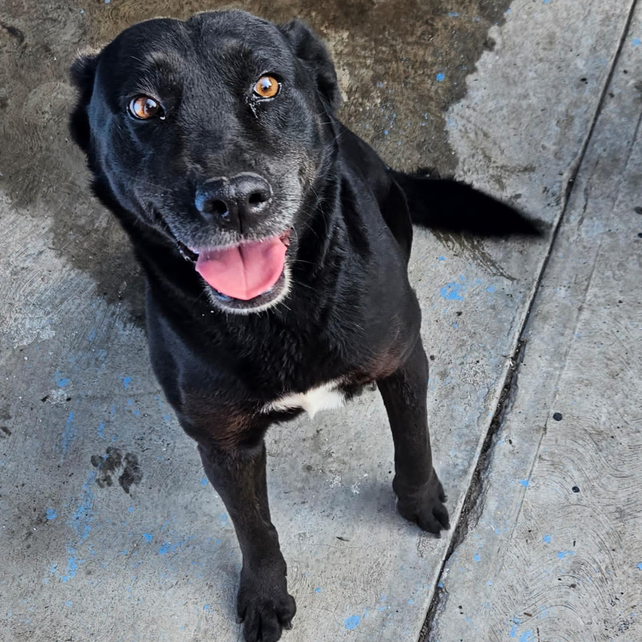 MORITA | Raza Mestiza, cruza de Labrador | Perdida