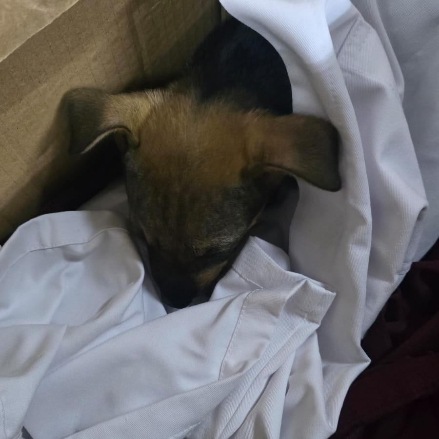 HERMOSO PELUDITO | Raza Mestizo | En Adopción