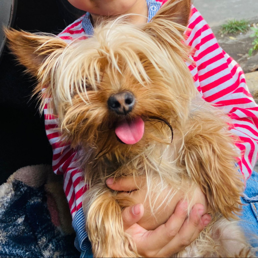 DEXTER | Raza Yorkshire Terrier (Yorkie) | Perdido