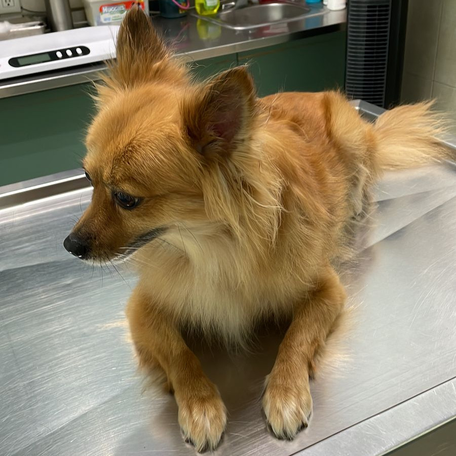KITTY | Raza Pomerania | Final Feliz