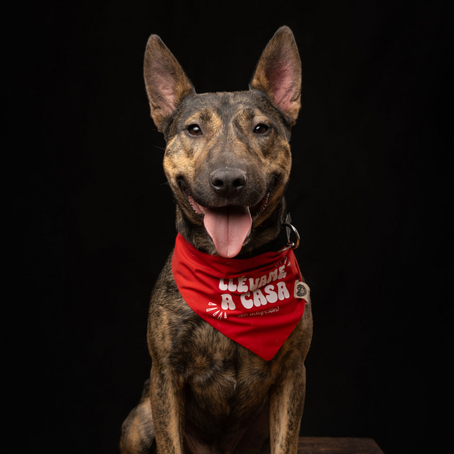 ATE | Raza Mestizo, cruza de Pastor Belga Malinois  con Bull Terrier Inglés | En Adopción