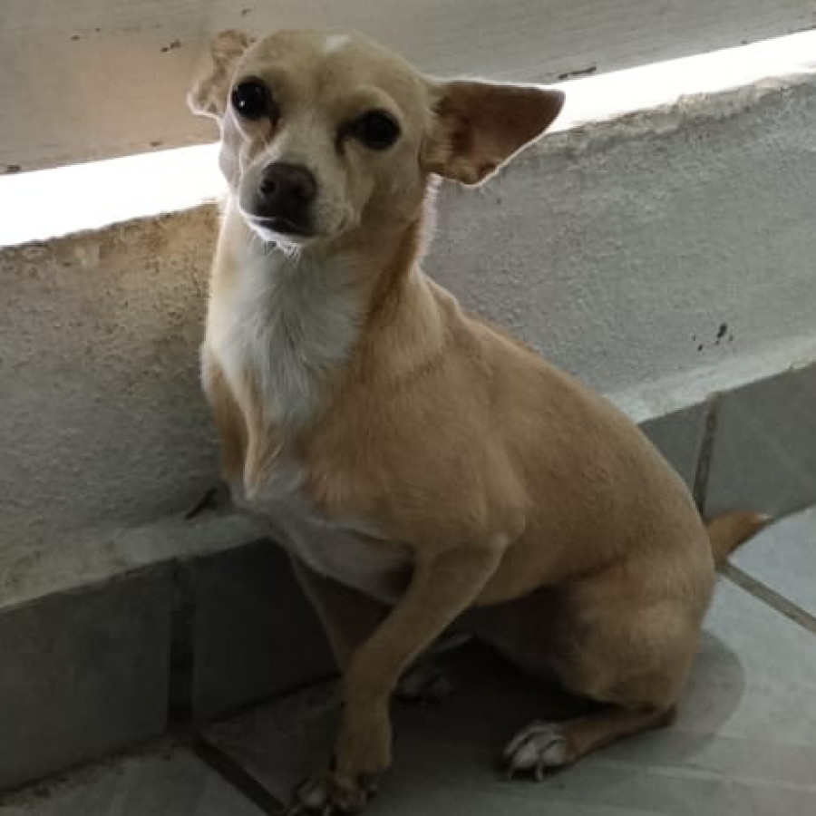 MAKA | Raza Chihuahua | Perdida