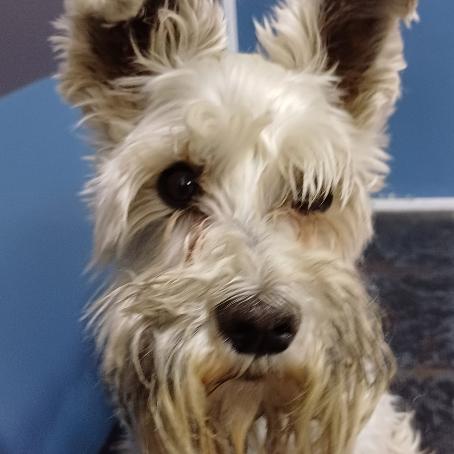  | Raza Schnauzer | Final Feliz
