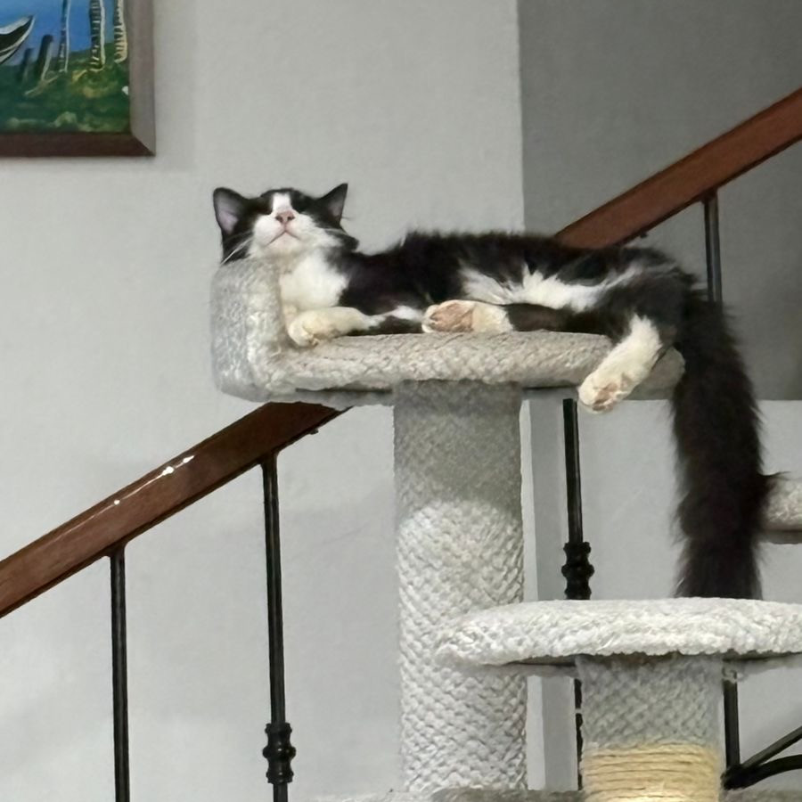 ZEUS | Raza Doméstico Americano de Pelo Semilargo | Perdido