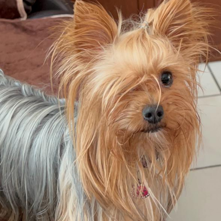 RUTTY | Raza Yorkshire Terrier (Yorkie) | Perdida