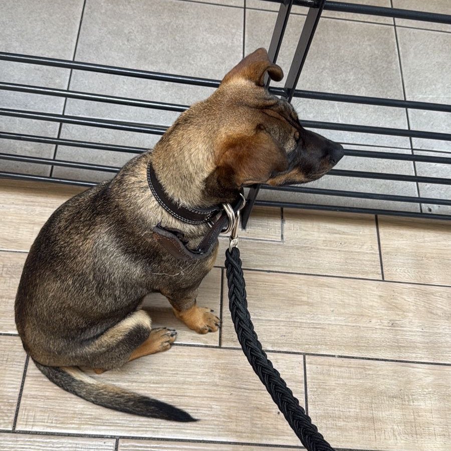 CANELA | Raza Mestiza | En Adopción