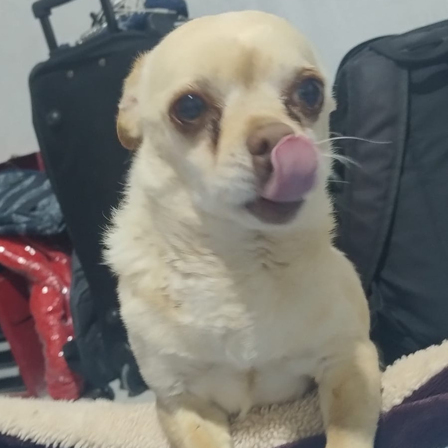 SCRAPPY | Raza Chihuahua | Perdido