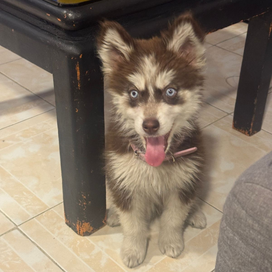 GINEBRA | Raza Husky Siberiano | Final Feliz