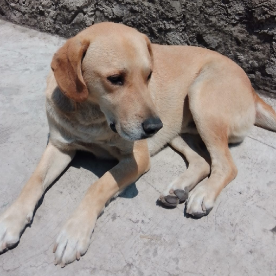 SOLOVINO | Raza Mestizo,  cruza de Labrador | En Adopción