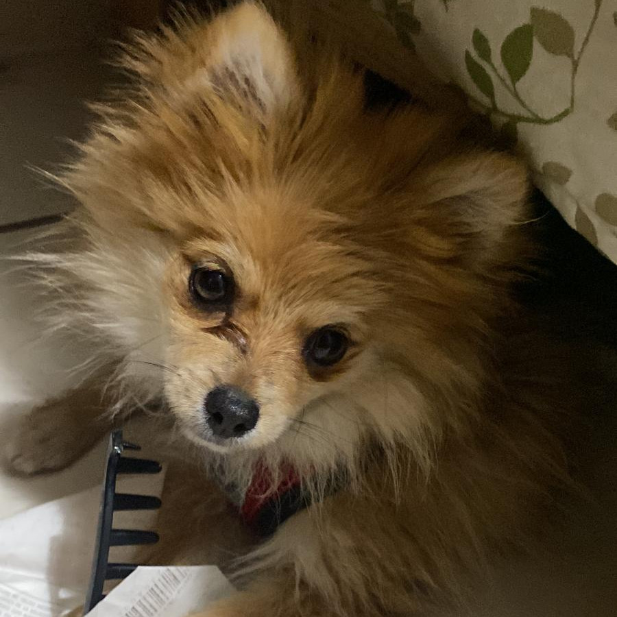 CANELA | Raza Pomerania | Perdida