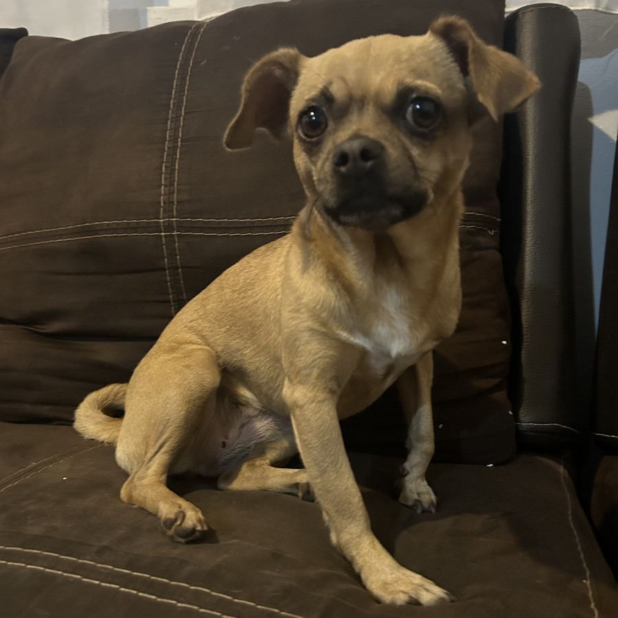 MILA | Raza Mestiza, cruza de Pug con Chihuahua | Perdida