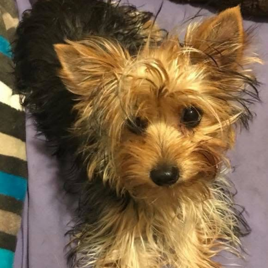 SOFÍA | Raza Yorkshire Terrier (Yorkie) | Perdida