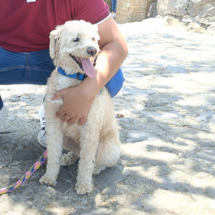 CHEETO | Raza Mestizo, cruza de French Poodle con Maltés,  (Maltipoo). | Perdido