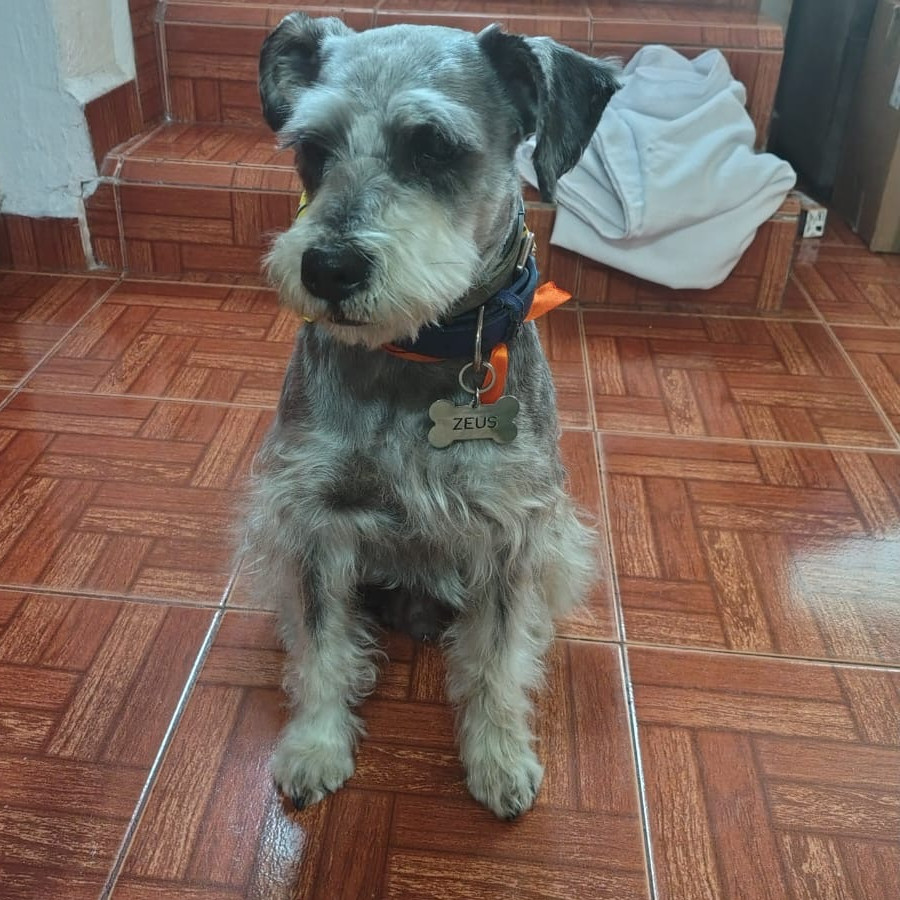 ZEUS | Raza Schnauzer | Perdido